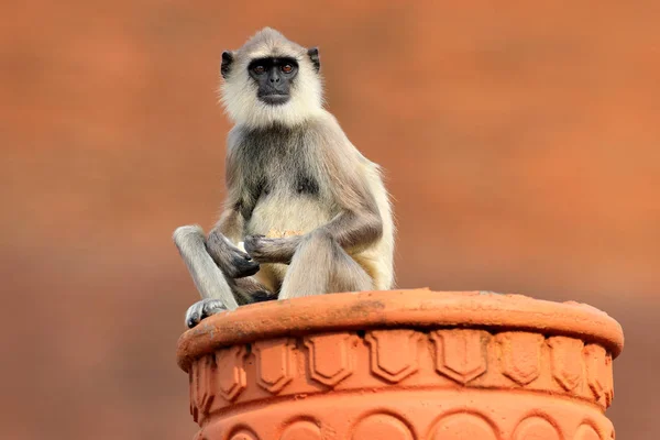 Affe mit langem Schwanz — Stockfoto