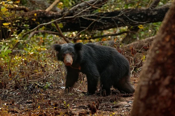 Urso-preguiça selvagem — Fotografia de Stock