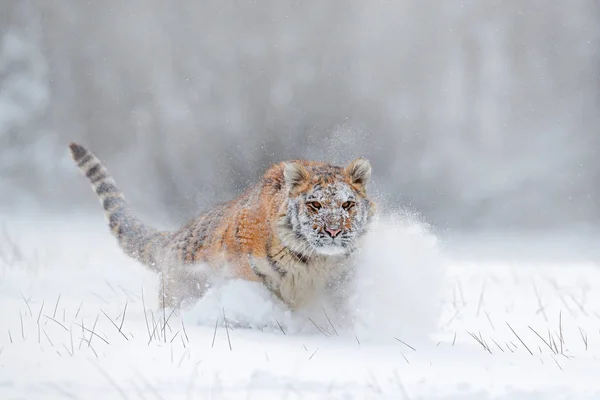 西伯利亚虎在雪林 — 图库照片