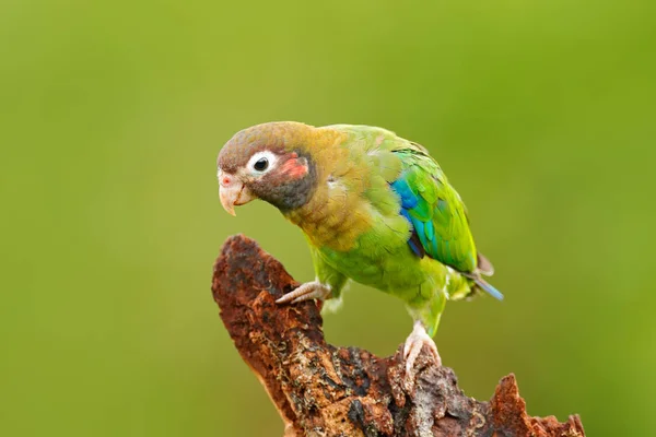 Papageienvogel mit braunen Kapuzen — Stockfoto