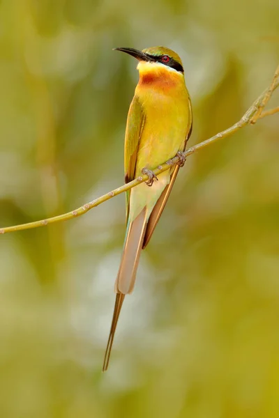 Blue-tailed Bee-eater bird — Stock Photo, Image