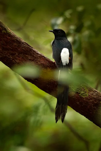 Black drongo bird — Stock Photo, Image