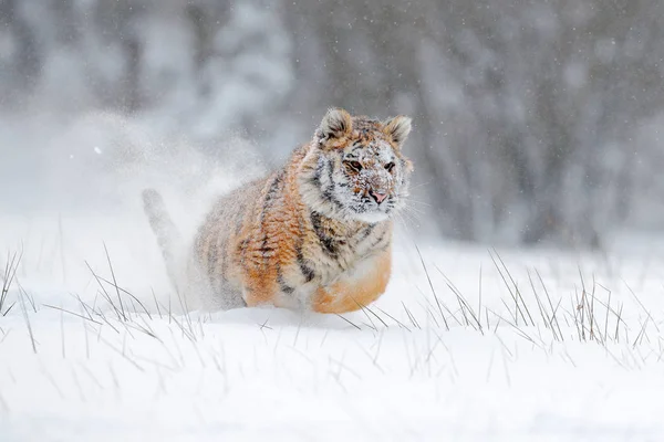 Sibirisk tiger i sneskov - Stock-foto