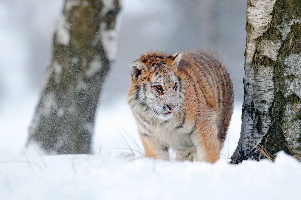 Сибірський тигр в лісі сніг — стокове фото