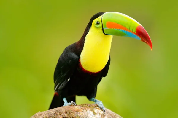 Pássaro tucano-de-bico-quilha — Fotografia de Stock