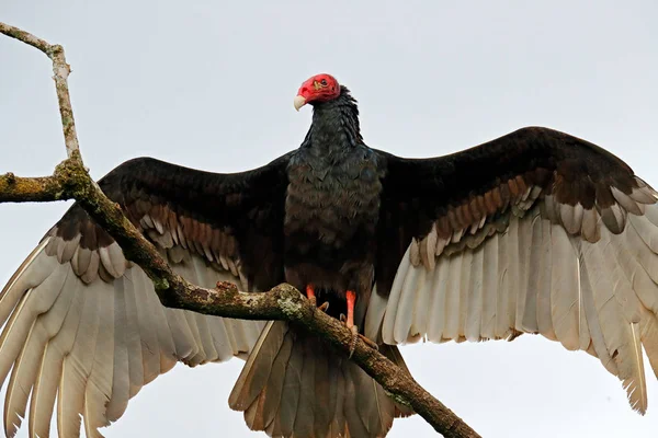 醜い黒い鳥 — ストック写真