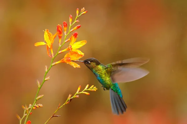 Ohnivý throated kolibřík — Stock fotografie