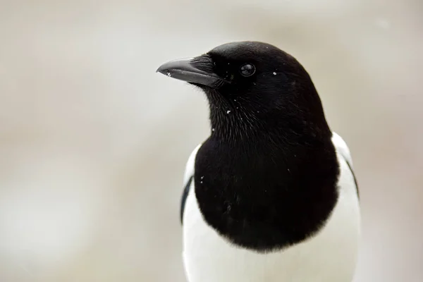 Ekster vogel — Stockfoto