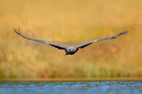 Орел летит над озером — стоковое фото
