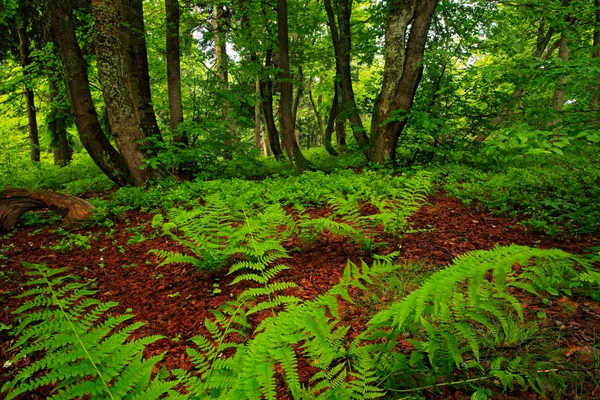 Magiska gröna skogen — Stockfoto