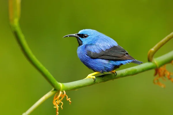 빛나는 Honeycreeper 새 — 스톡 사진