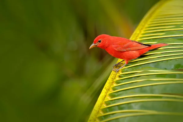 Summer Tanager bird — Stock Photo, Image