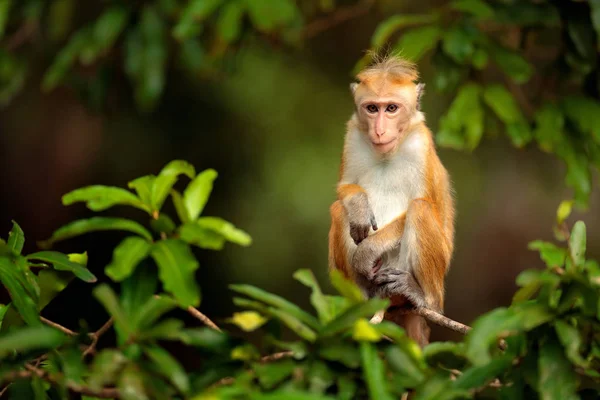 Macaque in nature habitat — Stock Photo, Image