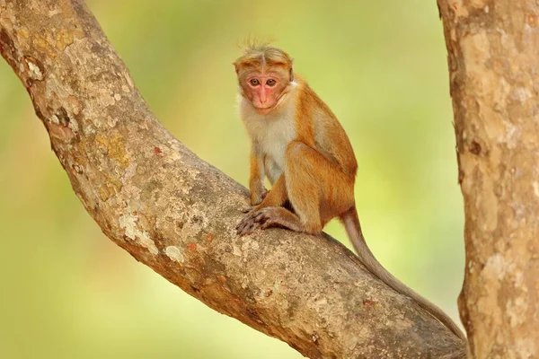 Toque makak på träd — Stockfoto
