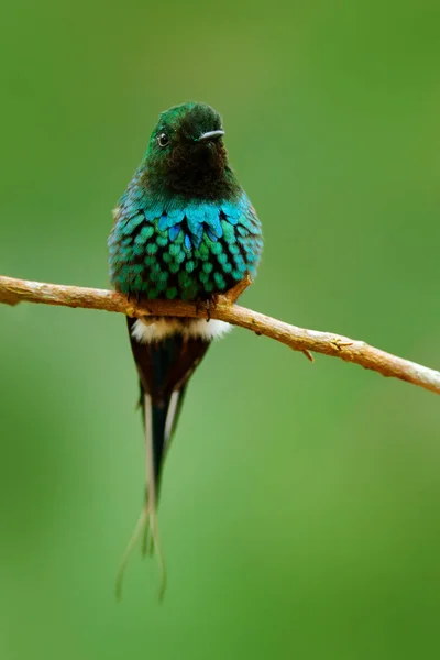 Pássaro Thorntail verde — Fotografia de Stock