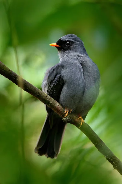 Svart-faced Solitaire fågel — Stockfoto