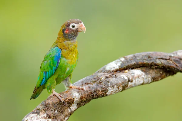 オウム鳥の茶色のフード付き — ストック写真