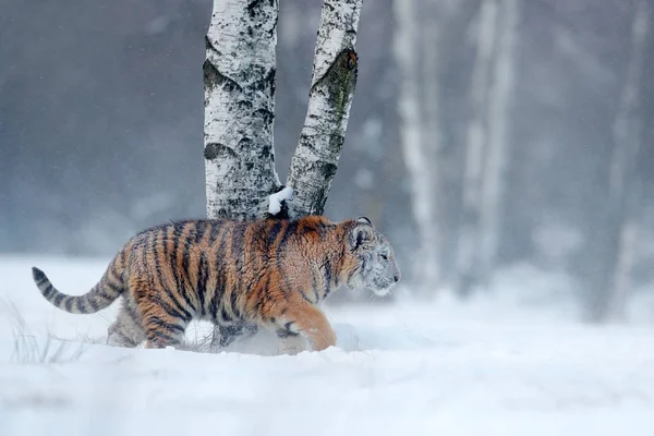 Tygrys syberyjski w snow Las — Zdjęcie stockowe