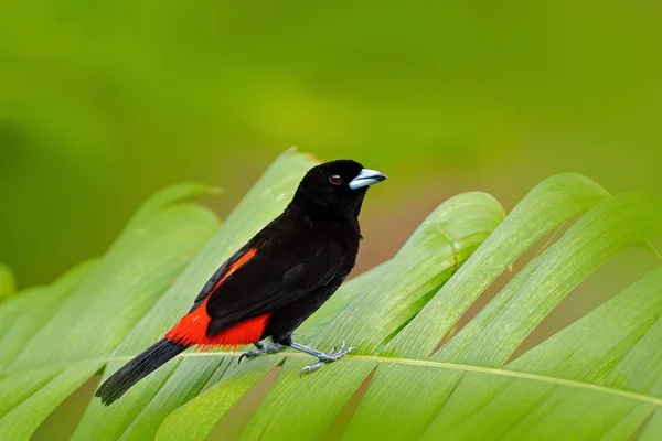 Czerwony koronowany parrot — Zdjęcie stockowe