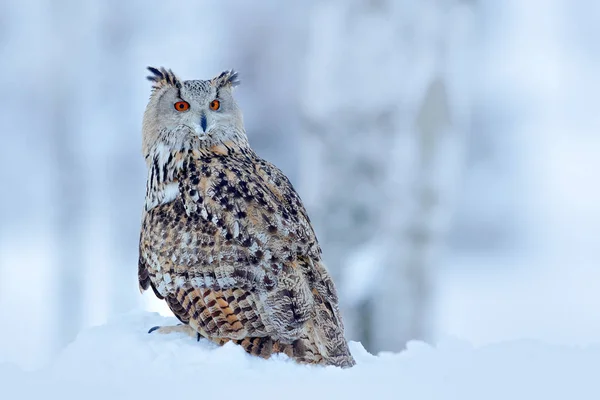 Big Eastern Siberian Eagle Owl — Stock Photo, Image