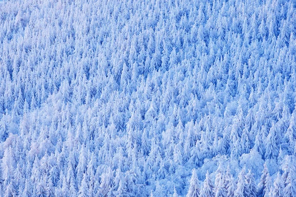 Bosque de abeto con nieve — Foto de Stock