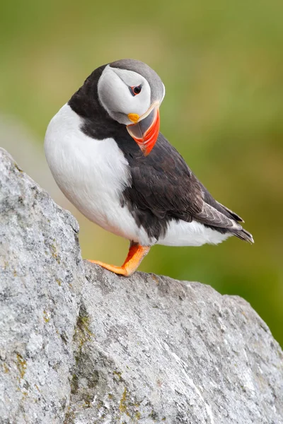 Sea bird z Icelland — Zdjęcie stockowe