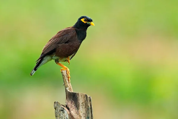 Gemeiner myna-Vogel — Stockfoto