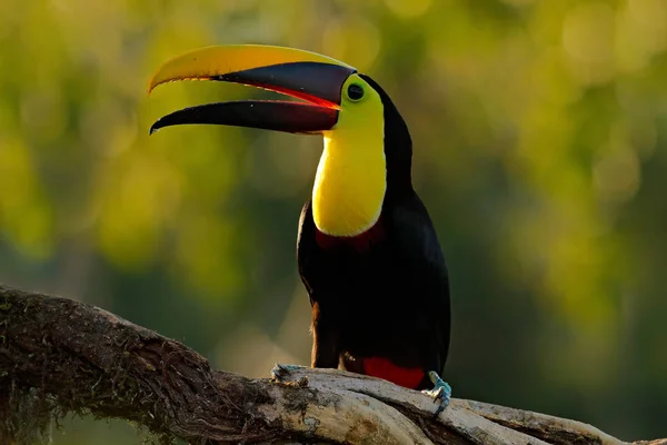 Pájaro tucán en la naturaleza —  Fotos de Stock