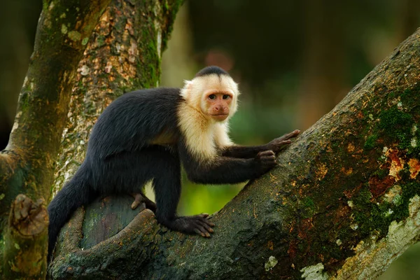 Fauna selvatica verde della Costa Rica — Foto Stock