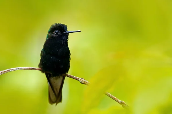 Svart ringklocka Hummingbird — Stockfoto