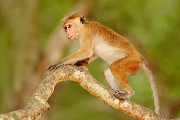 Toque macaque on tree — Stock Photo, Image