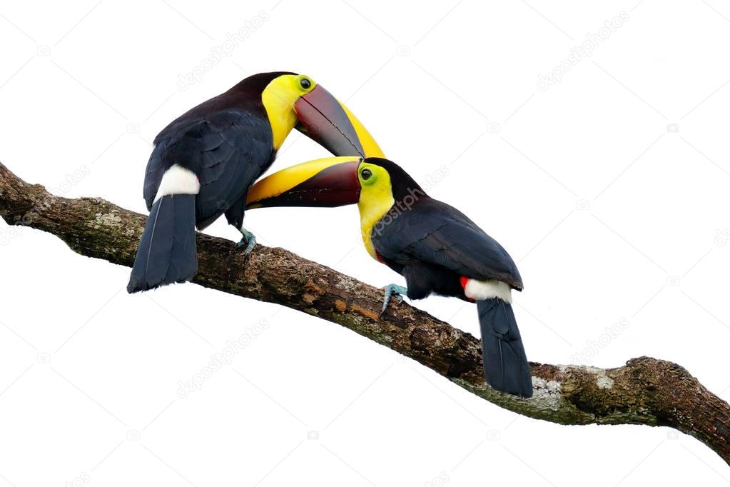 Toucans sitting on branch  
