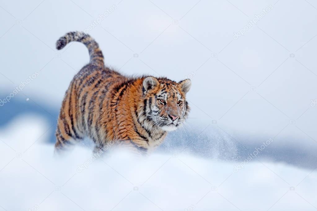 Siberian tiger in snow forest