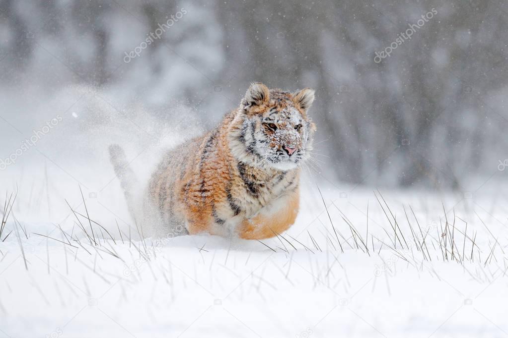 Siberian tiger in snow forest