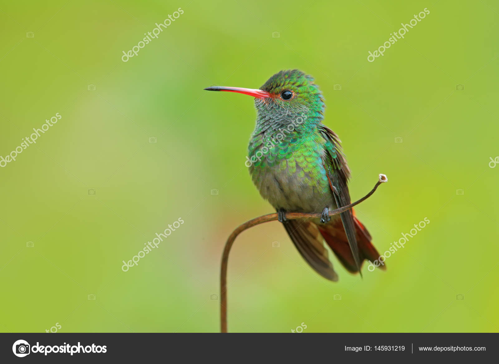 Colibri à Queue Rousse Photographie Ondrejprosicky