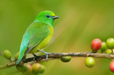 Mavi enseli Chlorophonia kuş