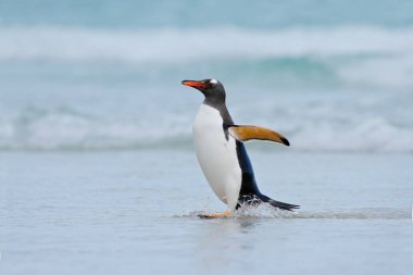 Gentoo penguin bird clipart