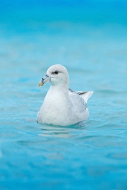 Kuzey Fulmar kuş