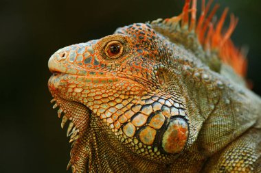Turuncu iguana portresi 