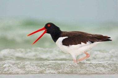 Amerikan Oystercatcher kuş