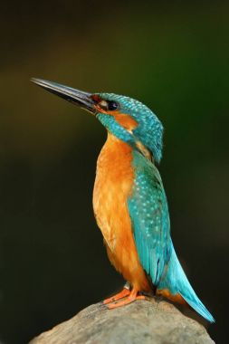 Kingfisher, mavi ve turuncu kuş 