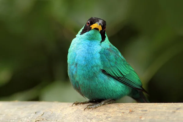 녹색 Honeycreeper 새 — 스톡 사진