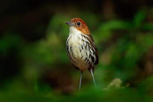 Kastanj-krönade myrpitta fågel — Stockfoto