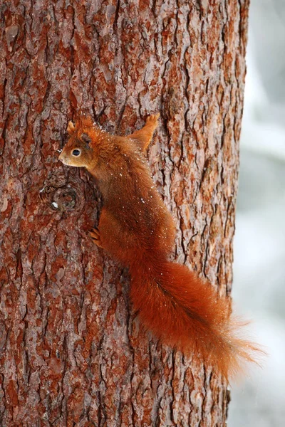 Leuke rode eekhoorn — Stockfoto