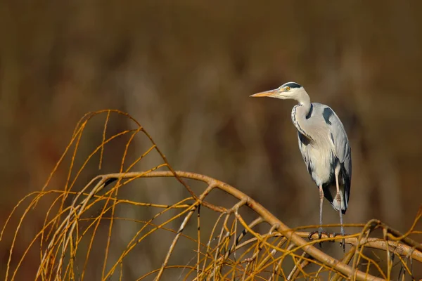 Oiseau héron gris — Photo