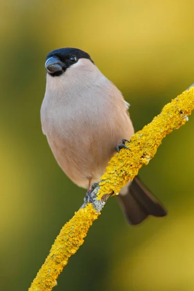 Songbird θηλυκό γκρι — Φωτογραφία Αρχείου