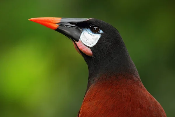 Uccello di Montezuma Oropendola — Foto Stock