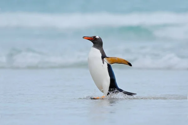 Gentoo pingouin oiseau — Photo