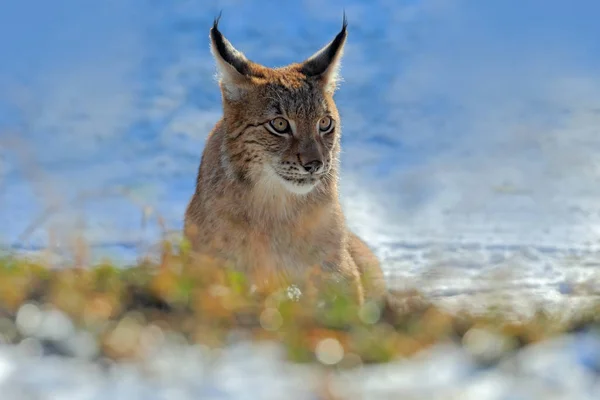 Eurasiska lodjur, porträtt — Stockfoto