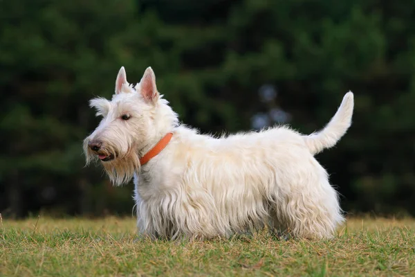 Terrier escocês branco — Fotografia de Stock